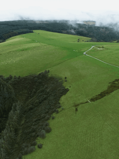 Foresight Natural Capital exits Welsh Afforestation Project