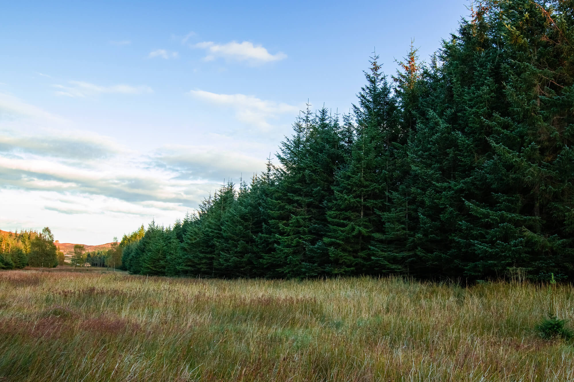 Forestry investments in the Foresight ITS